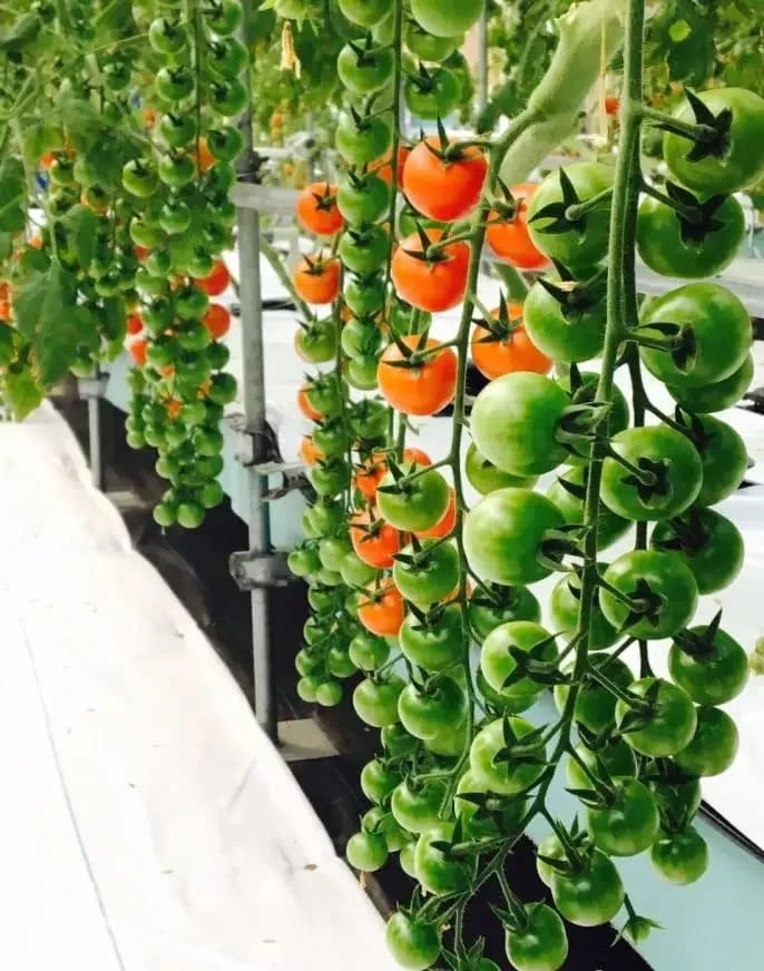 Greenhouse Environmental Control Systems best