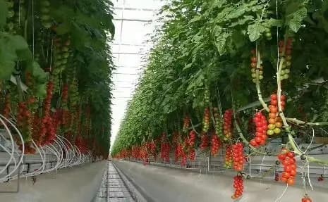 Grow Room Climate Control Systems high quality
